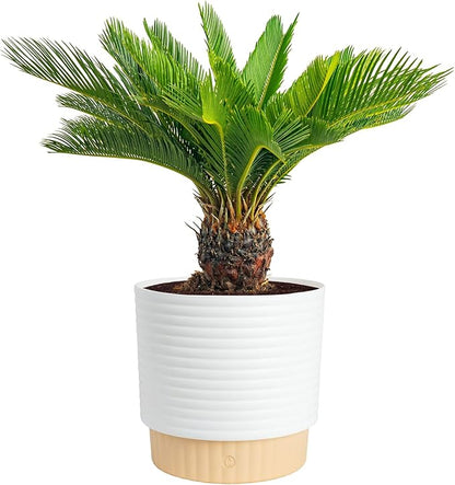 Costa Farms Sago Palm Live Plant in Decorative Pot, Easy to Maintain Large Indoor Houseplant, Perfect for Home, Room, or Office Decor, Great House Warming or Birthday Gift, 2-3 Feet Tall