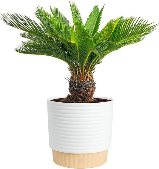 Costa Farms Sago Palm Live Plant in Decorative Pot, Easy to Maintain Large Indoor Houseplant, Perfect for Home, Room, or Office Decor, Great House Warming or Birthday Gift, 2-3 Feet Tall