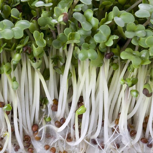 10 oz Broccoli, Non-GMO Seeds,Sprouting Sprouts Microgreens, Pure Seed, Country Creek LLC Brand