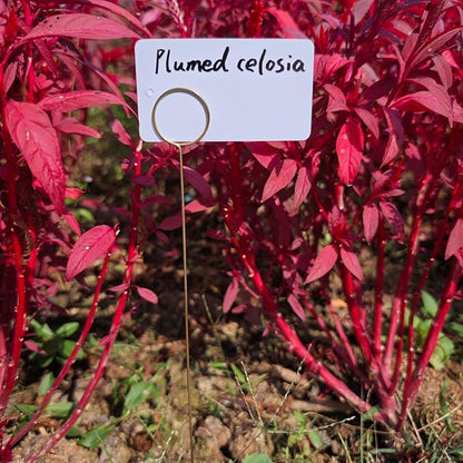 Plant Labels Kit, 20 PCS 12'' Copper Plant Tags Stakes with 40 PCS 1.97'' x 3.54'' Reusable Garden Labels Outdoor Waterproof Plus Marker Pen