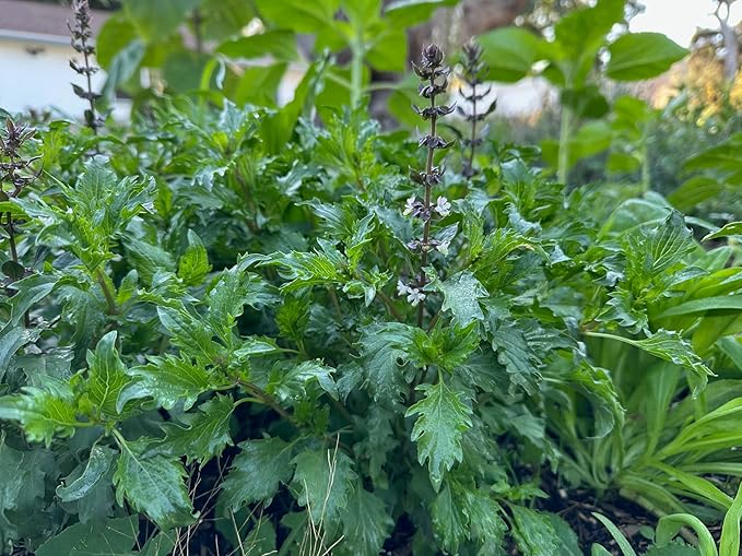 Plant Good Seed Organic Mrihani Basil Seeds for Planting, Culinary Herb, Green Purple Leaves - 250 Seed Packet