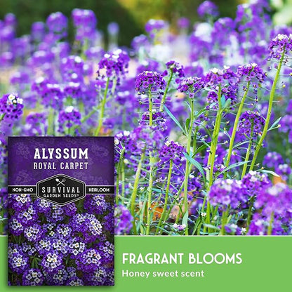Alyssum Seeds for Planting - Sweet Royal Carpet Purple Alyssum - Fragrant Perennial Flower & Ground Cover - Heirloom Non-GMO - Survival Garden Seeds (3 Packs)