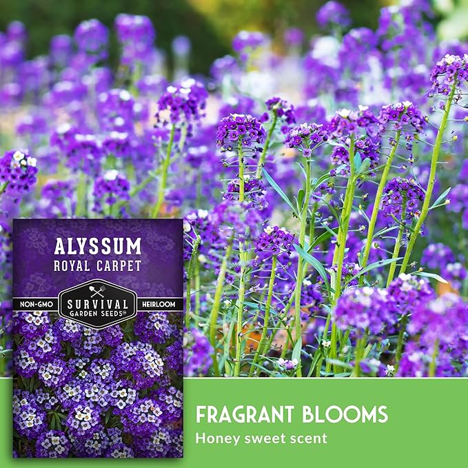 Alyssum Seeds for Planting - Sweet Royal Carpet Purple Alyssum - Fragrant Perennial Flower & Ground Cover - Heirloom Non-GMO - Survival Garden Seeds (2 Packs)