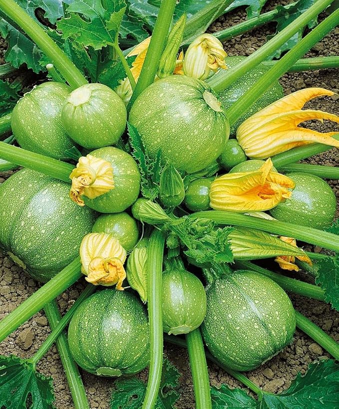 Seeds Round Zucchini Light Green Courgette Non GMO Heirloom