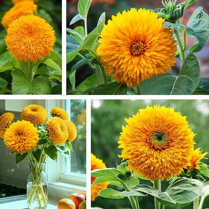 Giant Teddy Bear Sunflower Seeds - 0.7oz (800+ Seeds) | Fluffy Double Yellow Petals | Extra Large Blooms, Non-GMO, Open Pollinated | Easy Grow