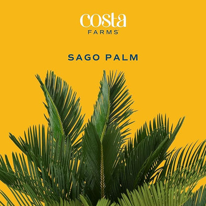 Costa Farms Live Sago Palm, Easy to Grow Live Indoor Plant, Houseplant in Decorative Pot, Home and Room Decor, 1 Foot Tall