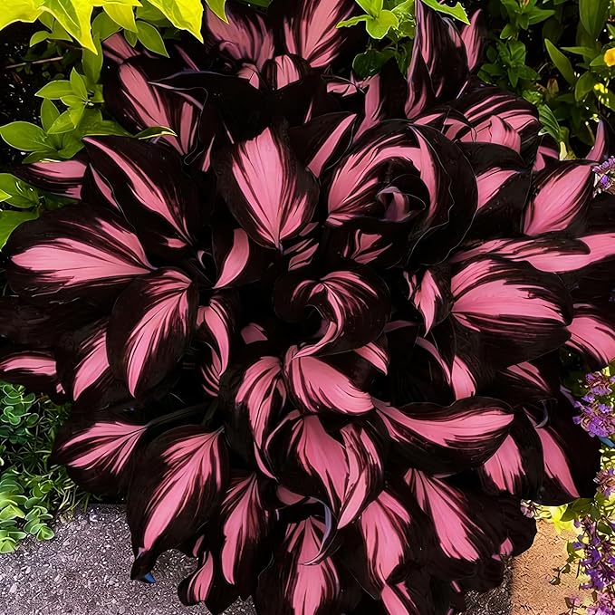 Mixed Hosta Seeds Collection(300+ Seeds),Variegated & Blue Foliage Shade Plants,Giant to Dwarf Perennial Ground Cover Seeds for Low Maintenance Garden