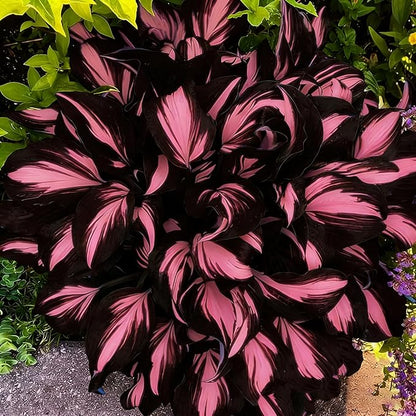 Mixed Hosta Seeds Collection(300+ Seeds),Variegated & Blue Foliage Shade Plants,Giant to Dwarf Perennial Ground Cover Seeds for Low Maintenance Garden