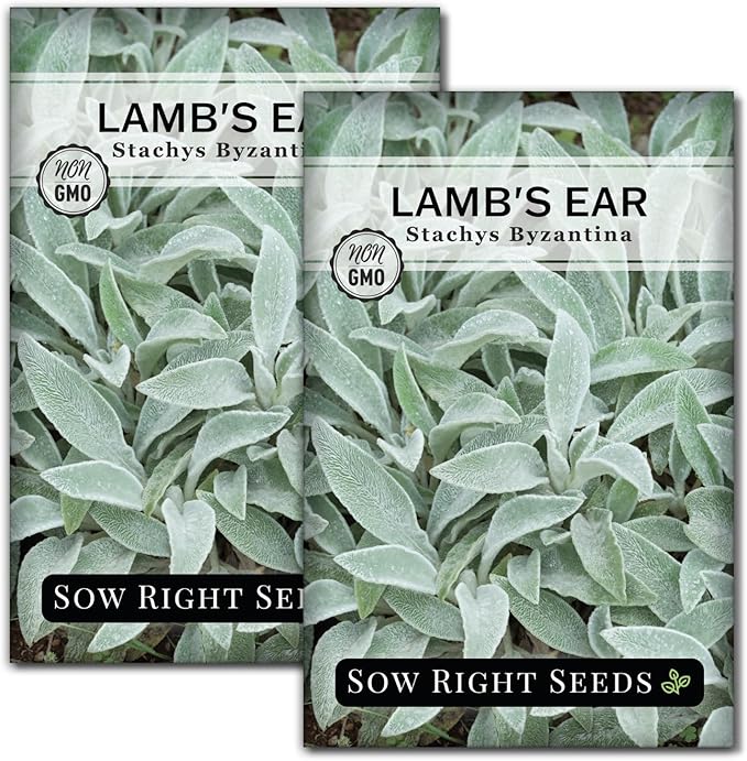 Sow Right Seeds - Lambs Ear Seeds for Planting - Non-GMO Heirloom Packet with Instructions to Grow an Outdoor Flower Garden - Wooly Silver Leaves, Perennial Foliage - Stachys for Rock Gardens (2)