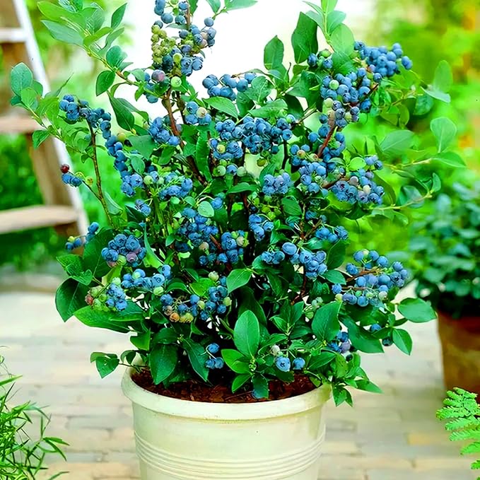 200pcs Blueberry Seeds for Planting, Non-GMO Heirloom Perennial Nutrient-Dense Berries Fruits Seeds, Home Garden Plants for Pots or Raised Beds