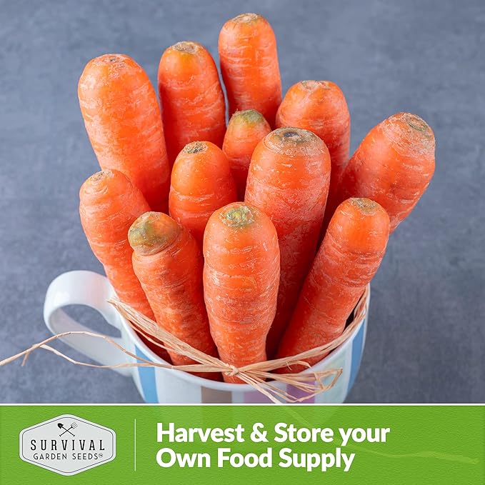 Danvers Carrot Seeds – Danvers 126 Half-Long Carrots for Planting, High-Yield Heirloom Variety – Non-GMO, Open Pollinated Garden Carrot Seeds – Survival Garden Seeds (2 Packs)