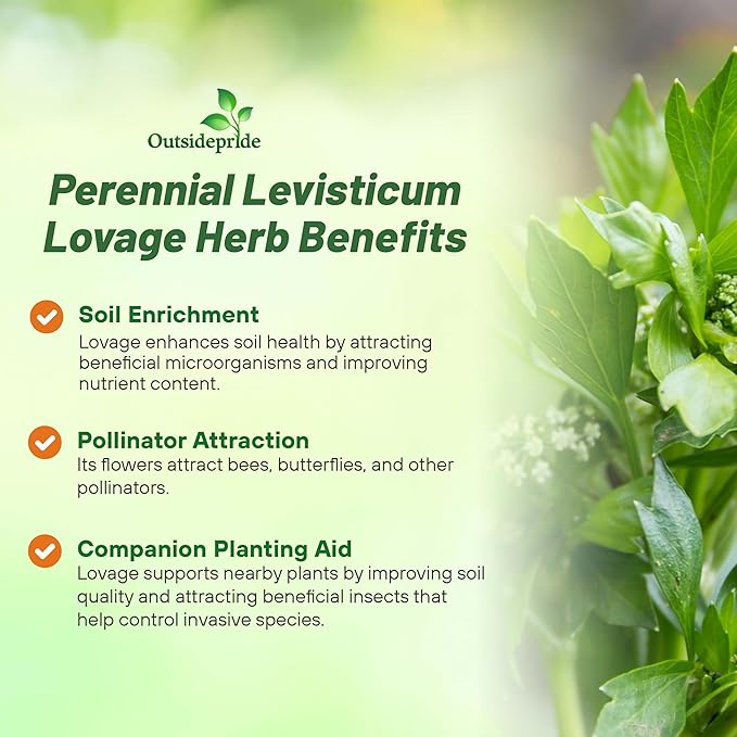 Outsidepride Lovage Vegetable Seeds - 2000 Pcs. Perennial, Easy to Grow & Drought-Tolerant, Herb Seeds for Planting Edible & Vibrant Yellow-Green Blooms, Great for Xeriscaping & Pollinator Gardens