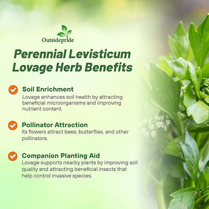 Outsidepride Lovage Vegetable Seeds - 2000 Pcs. Perennial, Easy to Grow & Drought-Tolerant, Herb Seeds for Planting Edible & Vibrant Yellow-Green Blooms, Great for Xeriscaping & Pollinator Gardens