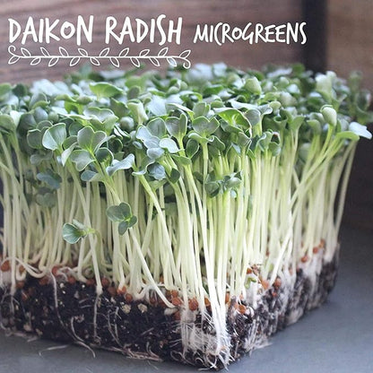 Handy Pantry Organic Radish Sprouting Seed - 8oz. Non-GMO Daikon Radish Seeds - Seeds for Planting, Sprouting, & Microgreens