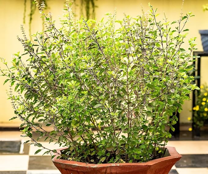 Tulsi/Holy Basil/Curry Leaf/Jasmine Plant Potting Soil Mix (3 Cups / 1 Quart)