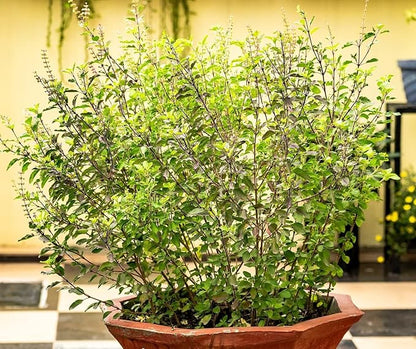 Tulsi/Holy Basil/Curry Leaf/Jasmine Plant Potting Soil Mix (3 Cups / 1 Quart)