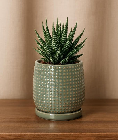 D'vine Dev 4 Inch Ceramic Beaded Stoneware Planter Pot - Flower Pot with Drainage Holes and Saucers for Indoor Succulent Plants or Flowers, Olive, 27-C-Z-0