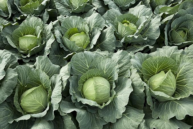 Copenhagen Cabbage Seeds for Planting – Plant & Grow Heirloom Copenhagen Cabbage in Home Outdoor Vegetable Garden, Brassica oleracea VAR. capitata – 1 Packet Approx 200 Seeds