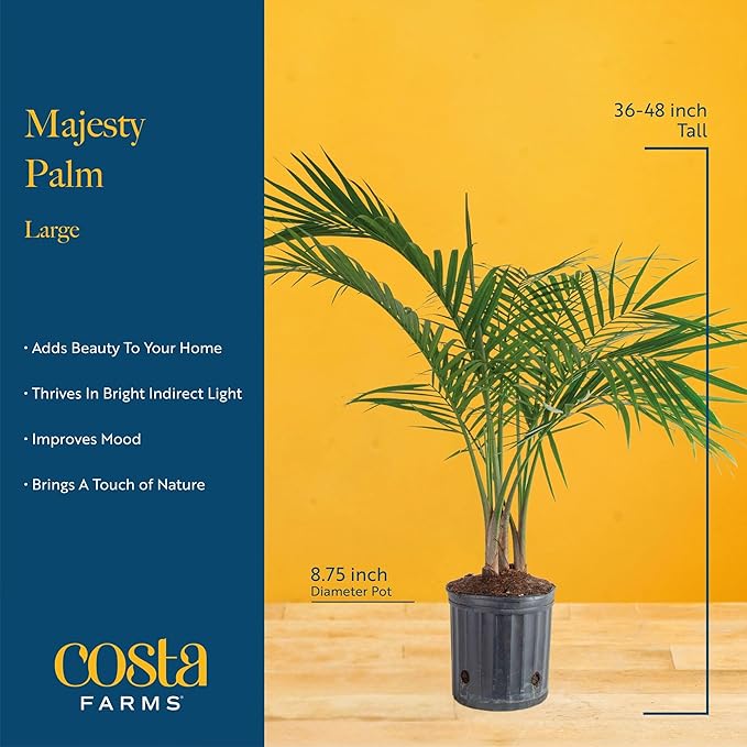 Costa Farms Majesty Palm Live Plant in Plastic Pot, Large Indoor Houseplant, Perfect for Home, Room, or Office Decor, Great House Warming or Birthday Gift, 3-4 Feet Tall
