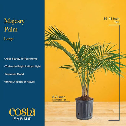 Costa Farms Majesty Palm Live Plant in Decorative Pot, Indoor Houseplant, Perfect for Home, Room, or Office Decor, Great House Warming or Birthday Gift, 3-4 Feet Tall