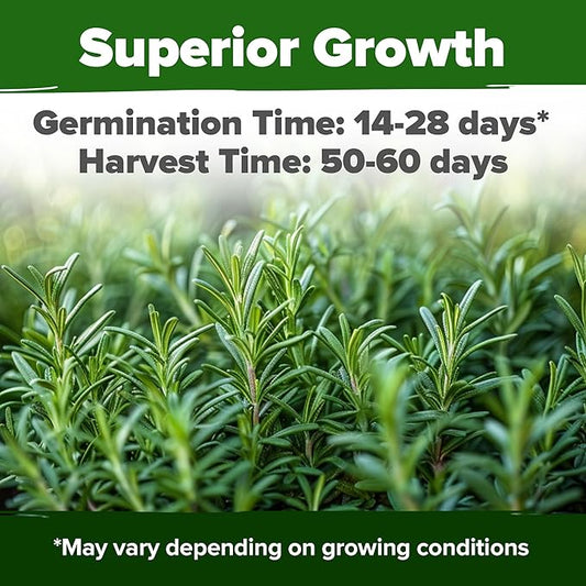 HOME GROWN Non GMO Rosemary Seeds Pack - 150 High Germinating Heirloom Herb Seeds for Planting in Indoor or Outdoor Herb Gardens (Salvia rosmarinus)
