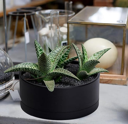D'vine Dev 10 Inch Plastic Shallow Planter, Large Round Succulent Plant Pot with Drainage Hole and Sauce, Decorative Bonsai Pot for Indoor Plants, Black, 76-Z-B-2