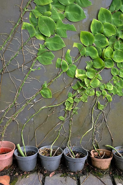 GARDENERA Premium Shingle Plant Potting Mix - Expertly Crafted for Healthy Growth - 1 Quart