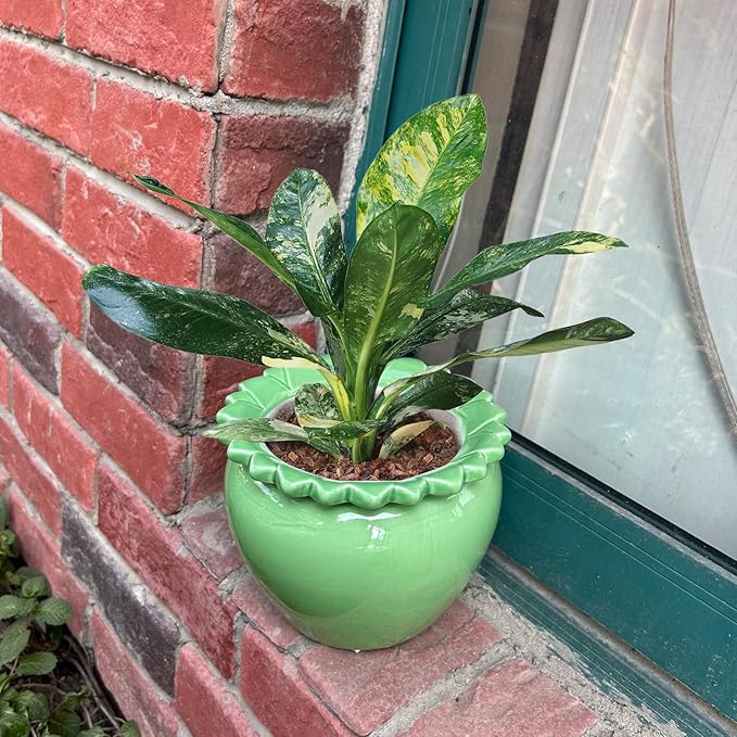 African Violet Flower Pot Ceramic Self Watering Planter Pot 6.5 * 4.6 * 4 inch Simple Plant Self Watering Pot Green Indoor Flowers High Absorption Herbaceous Flower Pots Modern