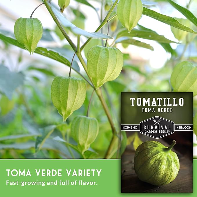 Toma Verde Tomatillo Seeds for Planting - Heirloom Mexican Green Husk Tomato, High Yield Non-GMO Variety for Salsa Verde and Authentic Mexican Cooking - Survival Garden Seeds (5 Packs)