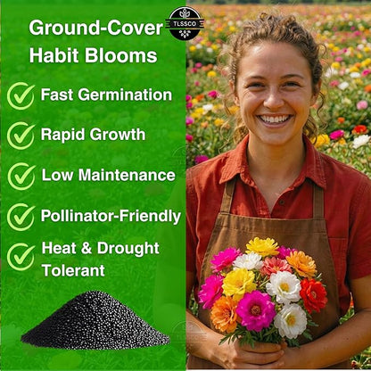 24500+ Moss Rose Seeds, Pack for 2026 USA Premium Non-GMO Flower Seeds Annual Flower for Ground Cover - Heat & Drought Tolerant Moss-Rose Purslane, Eleven O'clock