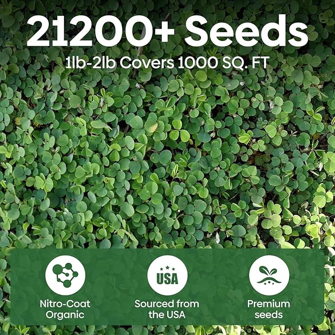 Mini White Clover Seeds 1LB, 4-6 inch Tall Perennial Dwarf Dutch Clover Trifolium Repens, Low-Maintenance, Ground Cover Small Green Leaf, Nitro Coated and Inoculated, USDA Zones 3-10