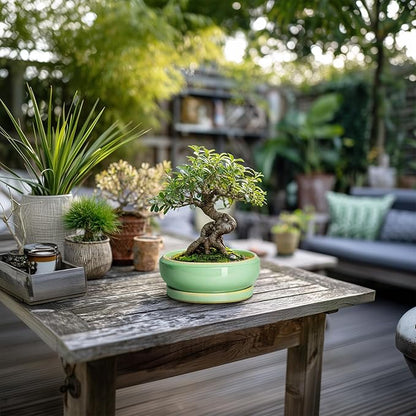Succulent Pots 6 Inch - Ceramic Bonsai Pots for Indoor Outdoor, Shallow Ceramic Planters with Drainage Hole and Saucer, Round Small Bonsai Tree Pot, Home Decor, Plant Lover Gift, Light Green