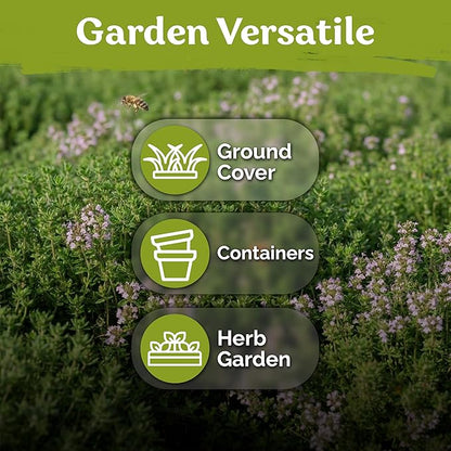 KVITER 500 Lemon Thyme Seeds for Planting (Thymus Pulegioides) – Wild Creeping Thyme Seeds Ground Cover, Aromatic & Drought-Tolerant Herbaceous Flower – Ideal for Walls, Fences & Herb Garden