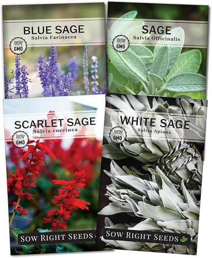 Sow Right Seeds - Sage Seed Collection - Salvia Seeds for Planting Indoors & Outdoors - Common, Blue, Scarlet & White - Non-GMO Heirloom Varieties - Grow Aromatic Herb Garden - Herbal or Culinary Use