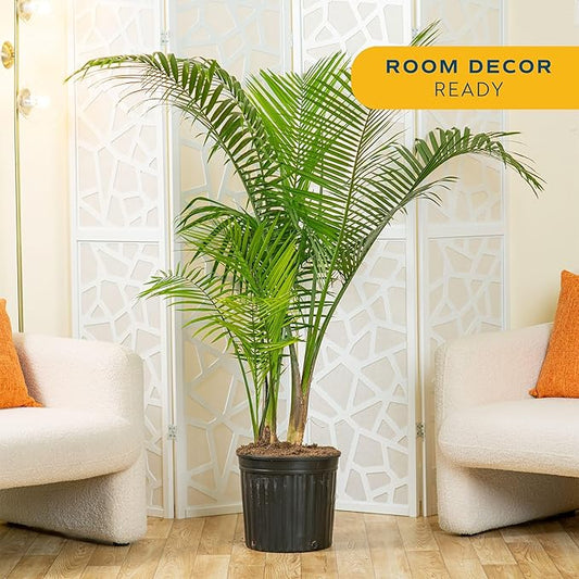 Costa Farms Majesty Palm Extra Large Live Plant in Plastic Pot, Large Indoor Houseplant, Perfect for Home, Room, or Office Decor, Great House Warming or Birthday Gift, 5-6 Feet Tall