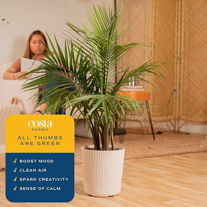 Costa Farms Majesty Palm Live Plant in Decorative Pot, Indoor Houseplant, Perfect for Home, Room, or Office Decor, Great House Warming or Birthday Gift, 3-4 Feet Tall