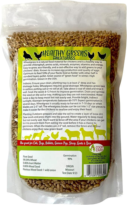 Healthy Greens Wheatgrass Scratch Feed & Fodder Seed, 1lb Bag. Premium Wheat Berries, Non-GMO Wheatgrass for Backyard Chickens, Plant Indoors/Outdoors. Also Ideal for Cats, Dogs w/Chick Fresh (5 Bags)