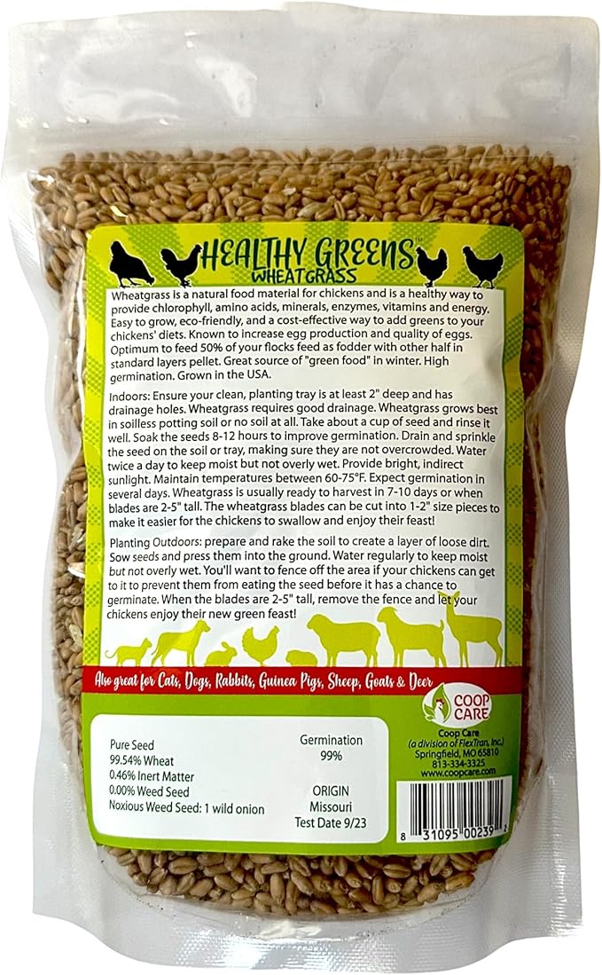 Healthy Greens Wheatgrass Scratch Feed & Fodder Seed, 1lb Bag. Premium Wheat Berries, Non-GMO Wheatgrass for Backyard Chickens, Plant Indoors/Outdoors. Also Ideal for Cats, Dogs w/Chick Fresh (2 Bags)
