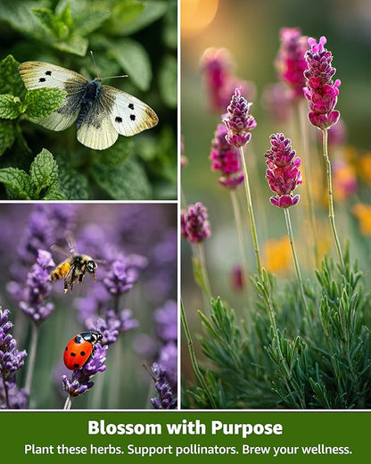 Medicinal Herb Seeds Variety Pack - 36 Heirloom Non-GMO Herbal Tea Garden Seeds: Chamomile, Lavender, Echinacea, Yarrow, Mugwort for Planting Indoor & Outdoor, Apothecary & Homesteading Supplies