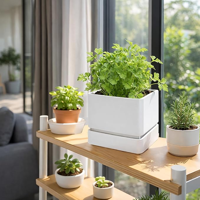 D'vine Dev 6 Inch Herb Planter Pot, Plastic Planter with Drainage Holes and Saucer, Modern Decorative Gardening Pot for Indoor Plants, Flowers, Herbs, Succulents, White, Set of 3, 76-Y-A3-2