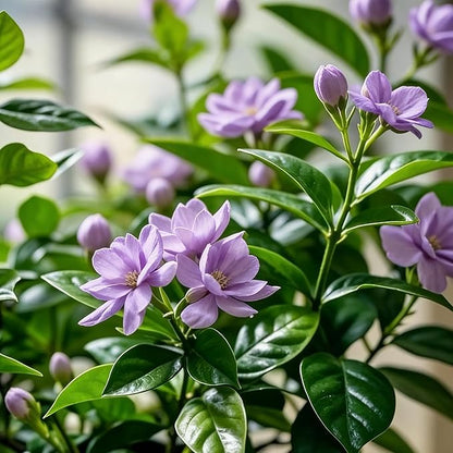 Mix Climbing Double Jasmine Seeds for Planting, 250+pcs Perennial Fragrant Climbing Jasmine Flower Seeds Plants, Heirloom Non-GMO Beauty Climber Flowers for Home Garden Outdoors