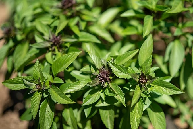 Plant Good Seed Organic Siam Queen Thai Basil Seeds for Planting: Culinary Herb, Green Purple Leaves - 250 Seed Packet