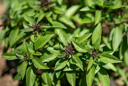 Plant Good Seed Organic Siam Queen Thai Basil Seeds for Planting: Culinary Herb, Green Purple Leaves - 250 Seed Packet