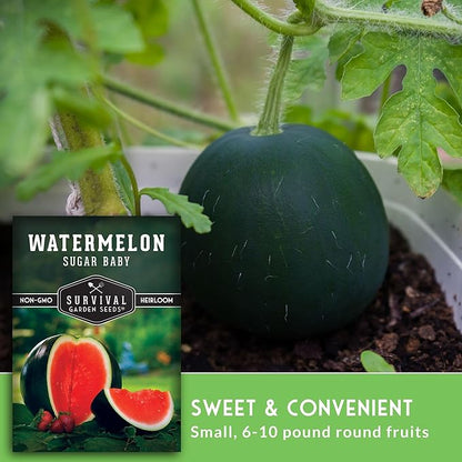 Sugar Baby Watermelon Seeds - Grow Little Round Icebox Watermelons at Home - Non-GMO Heirloom Variety for Planting - Survival Garden Seeds (5 Pack)