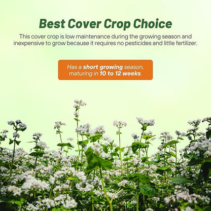 Outsidepride Buckwheat Seeds - 1oz Annual, Fast-Growing, Easy to Grow Buckwheat Cover Crop Seeds for Green Manure, Bee Pasture & Pollinators, Wildlife Habitat, Soil Improvement, and Erosion Control