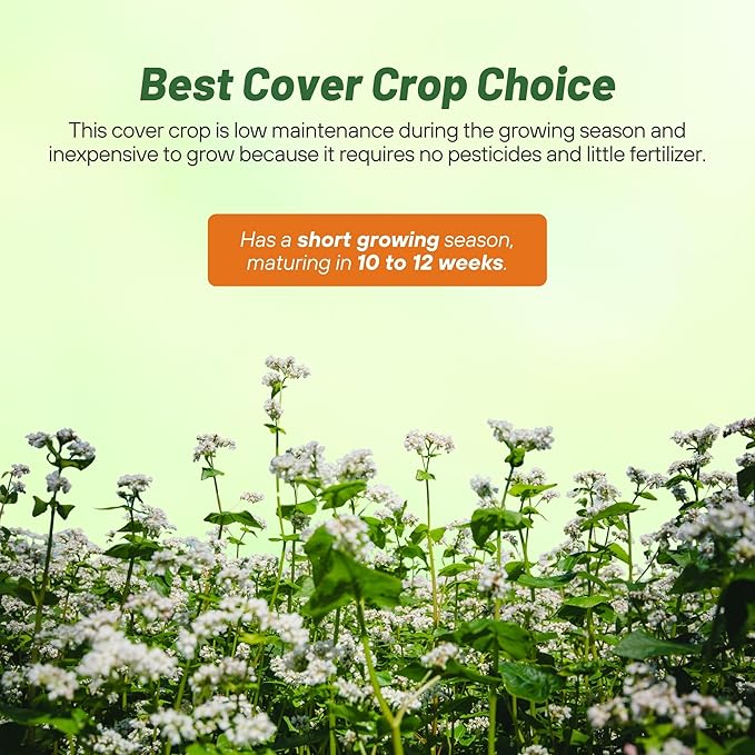 Outsidepride Buckwheat Seeds - 40lbs Annual, Fast-Growing, Easy to Grow Buckwheat Cover Crop Seeds for Green Manure, Bee Pasture & Pollinators, Wildlife Habitat, Soil Improvement, and Erosion Control