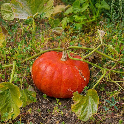 Eden Brothers Pumpkin Seeds - Rouge VIF d'Etampes Non-GMO Seeds for Planting, 1 Ounce | High-Yielding, Fast Growing Vegetable Seeds, Plant During Warm Season, Zones 3, 4, 5, 6, 7, 8, 9, 10