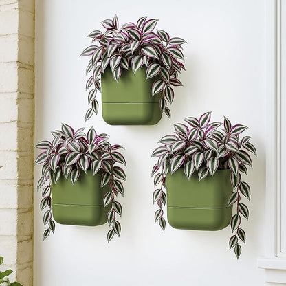 Phoenix Vine 6.5-Inch Wall Mounted Self-Watering Planter Pot for Indoor Houseplants and Herbs | Hanging Planter for Window Sills, Bathroom Walls, Home & Office Décor, Olive, Set of 3, 01-WP-C-3