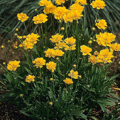 Outsidepride Yellow Early Sunrise Coreopsis Seeds - 250 Seeds Tall, Native, Deer Proof, & Drought Tolerant Perennial Flower Seeds w/Compact Growth Habit & High Adaptability for Soils (AAS Winner)