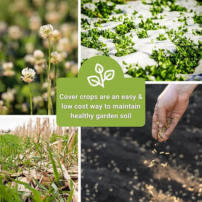 Sow Right Seeds - Cover Crop Collection for Planting - Winter Rye, Dutch White Clover and Winter Oats Seed - Suppresses Weeds, Improves Soil - Non-GMO Heirloom Packet to Plant and Grow